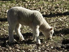 schapen op een weide foto