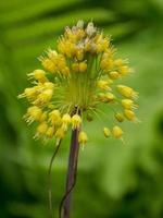 zomers bloemen in de tuin foto