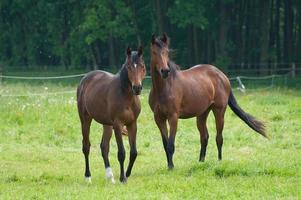 paarden Aan een germa veld- foto