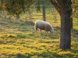 schapen in Westfalen foto