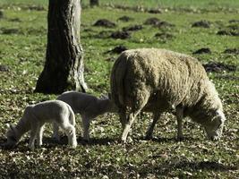 schapen en lammeren in Westfalen foto