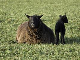 schapen op een weide in duitsland foto