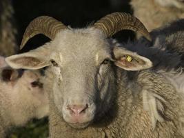 schapen op een weide in duitsland foto