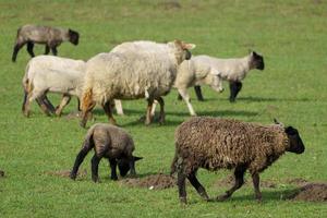 lammeren Aan een weide in Duitsland foto