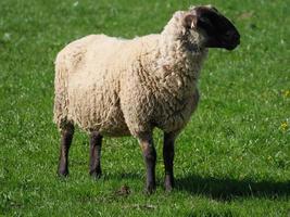 sheeps en lammeren in Duitsland foto