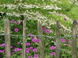 zomer tuin in Westfalen foto