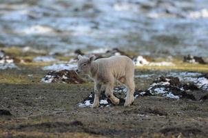 schapen Bij winter tijd foto