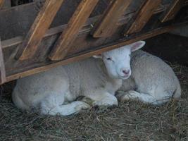 schapen en lammeren foto