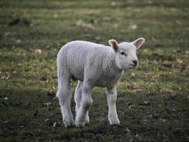 schapen kudde in Duitsland foto