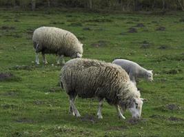 schapen in het duitse münsterland foto