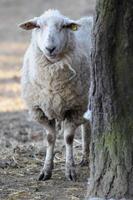 schapen Bij winter tijd foto