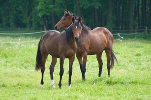 paarden Aan een germa veld- foto