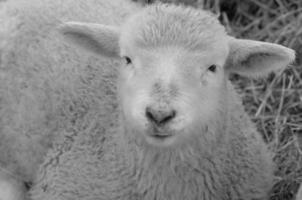schapen Bij winter tijd foto