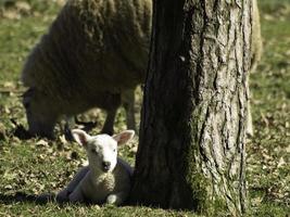 schapen Aan een veld- in Westfalen foto