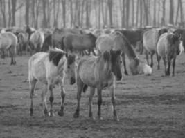 wilde paarden in Westfalen foto