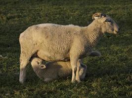 schapen in Westfalen foto