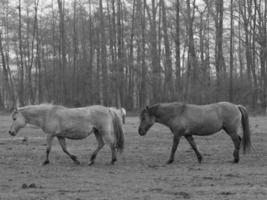 wilde paarden in duitsland foto