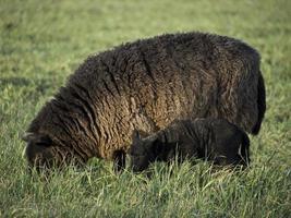 schapen op een weide in duitsland foto