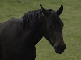 wild paarden Aan een weide in Westfalen foto