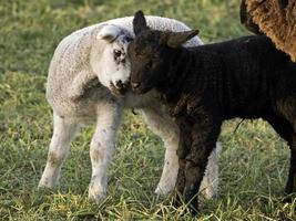 schapen in Westfalen foto