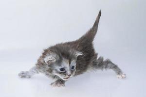 maine coon kat op witte achtergrond foto