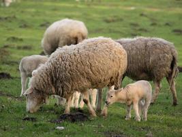 schapen en lammeren in Westfalen foto