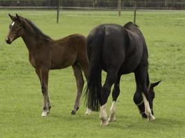 schattig veulens en paarden foto