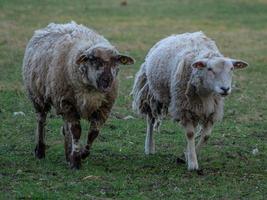 schapen in het duitse münsterland foto