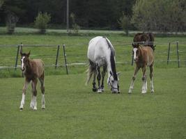 paarden en veulens foto