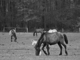 widl paarden in Duitsland foto