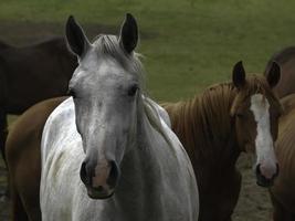 wild paarden Aan een weide in Westfalen foto