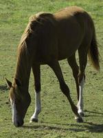 paarden in Westfalen foto