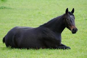 paarden en veulens in Duitsland foto