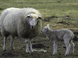 lammeren en schapen in Westfalen foto