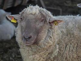 schapen in Westfalen foto