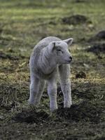 schapen Aan een weide in Westfalen foto