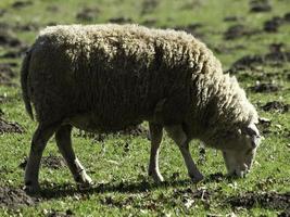 schapen Aan een veld- in Westfalen foto