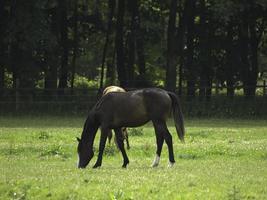 wild paarden Aan een weide in Westfalen foto