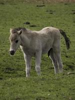 wild veulens in Duitsland foto