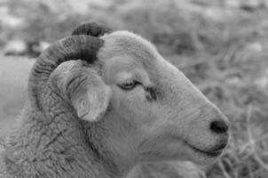 schapen op een weide foto