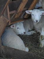 schapen in Westfalen foto