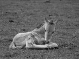 wilde paarden in duitsland foto