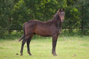 veulens en paarden in Westfalen foto