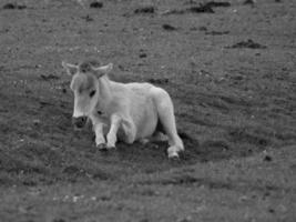 widl paarden in Duitsland foto