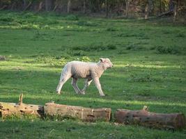 schapen en lammeren foto