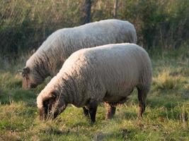 schapen op een weide foto