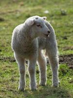 schapen in het duitse münsterland foto