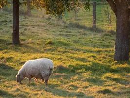 schapen in Westfalen foto