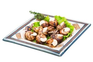 Escargots op het bord en witte achtergrond foto