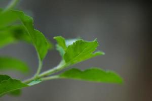 groen bladeren en klein bloemen van ocimum tenuiflorum of ocimum heiligdom. foto